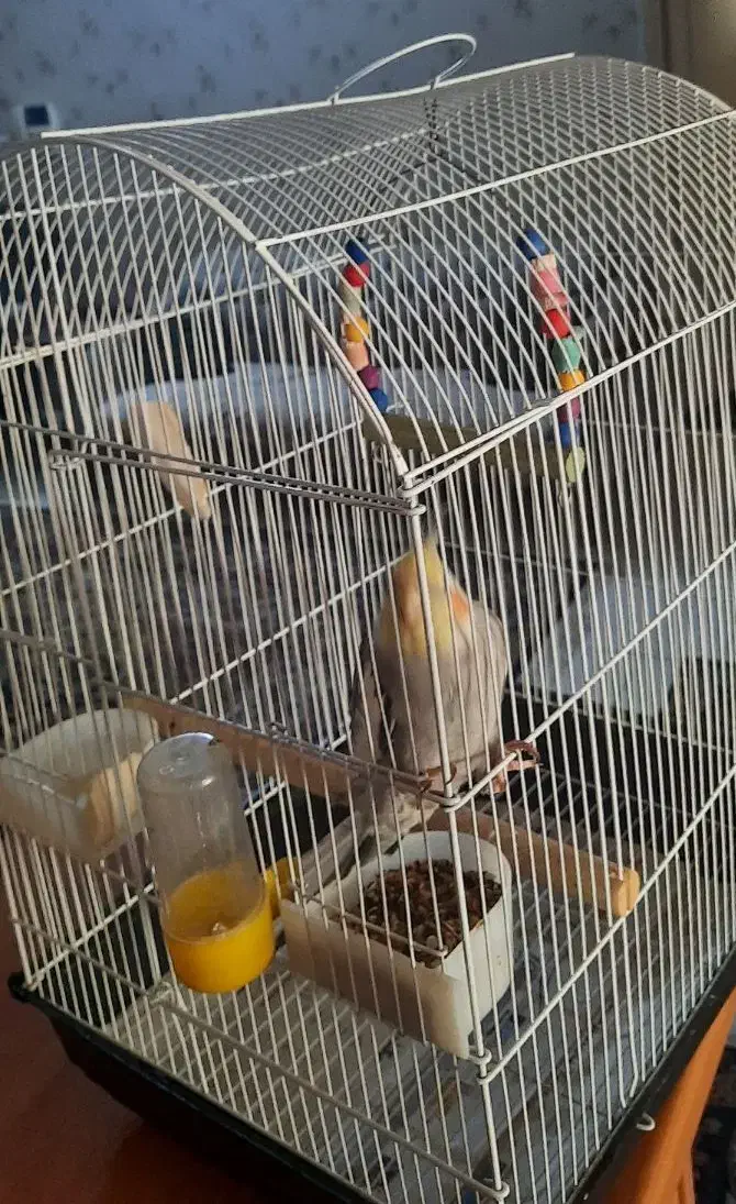 عروس هلندی|پرنده|شهر ری, شهرری|دیوار