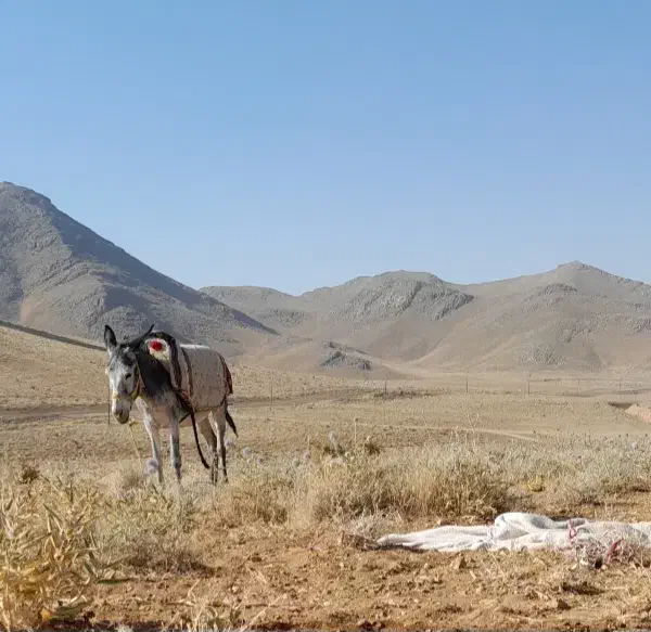 الاغ .خر گله|حیوانات مزرعه|اصفهان, اشکاوند|دیوار