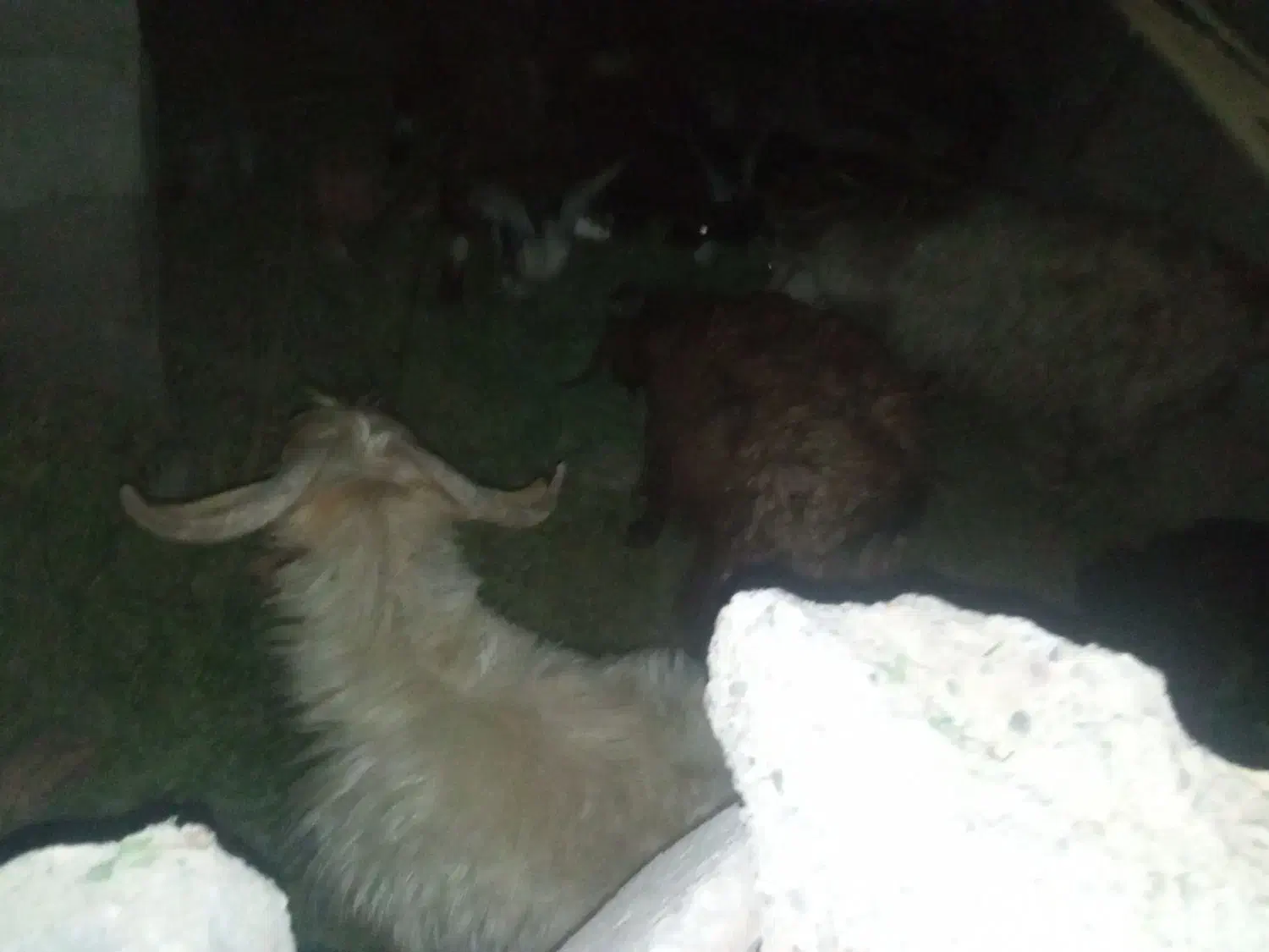 هفت تا کهره چاق شهرستان ریگان|حیوانات مزرعه|بم, |دیوار