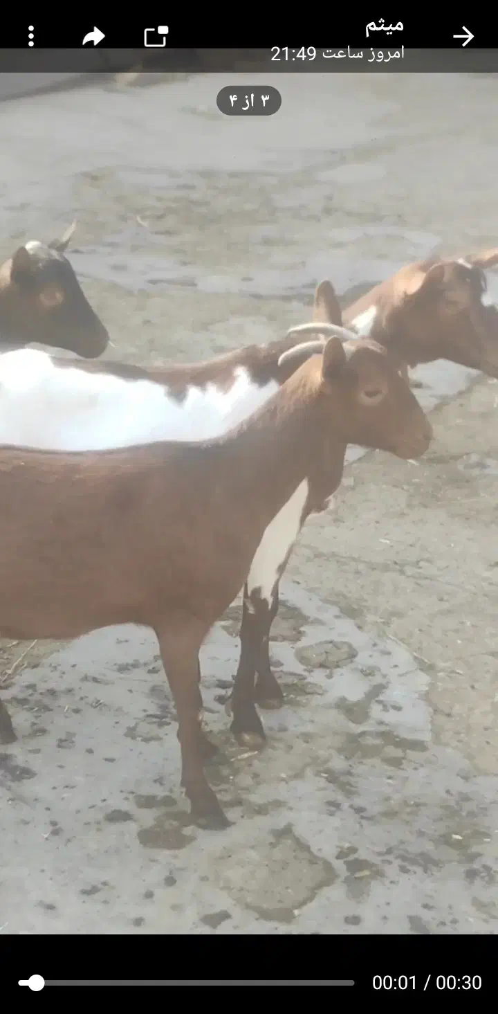 بز های سانن الپاین ماده|حیوانات مزرعه|خسروشاه, |دیوار