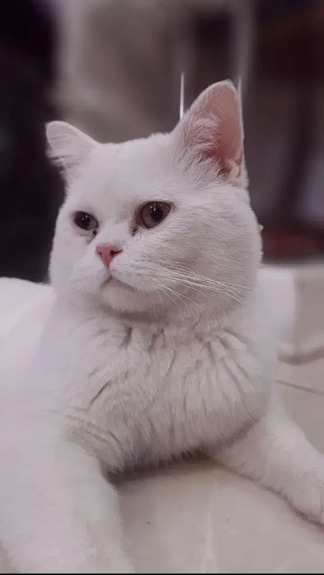 گربه اسکاتیش بیریتیش(بریتیش) سفید|گربه|کرج, کوی مهر|دیوار