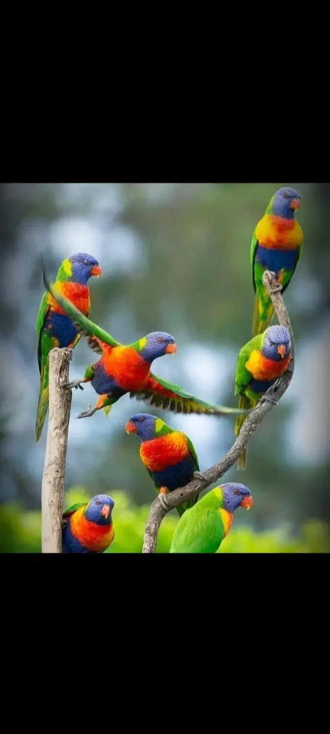 طوطی، راهب ،کاکادو، لوری، آمازون|پرنده|تهران, دردشت|دیوار