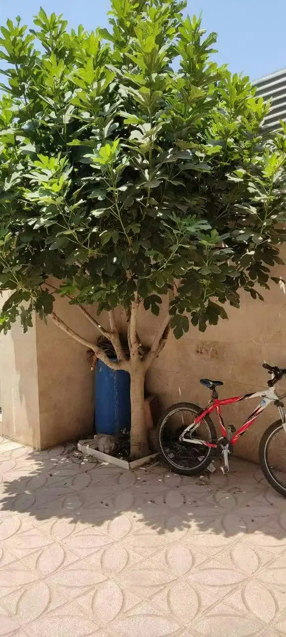 منزل ویلایی دربست ۱۲۰ متری|اجارهٔ خانه و ویلا|قم, نیروگاه|دیوار