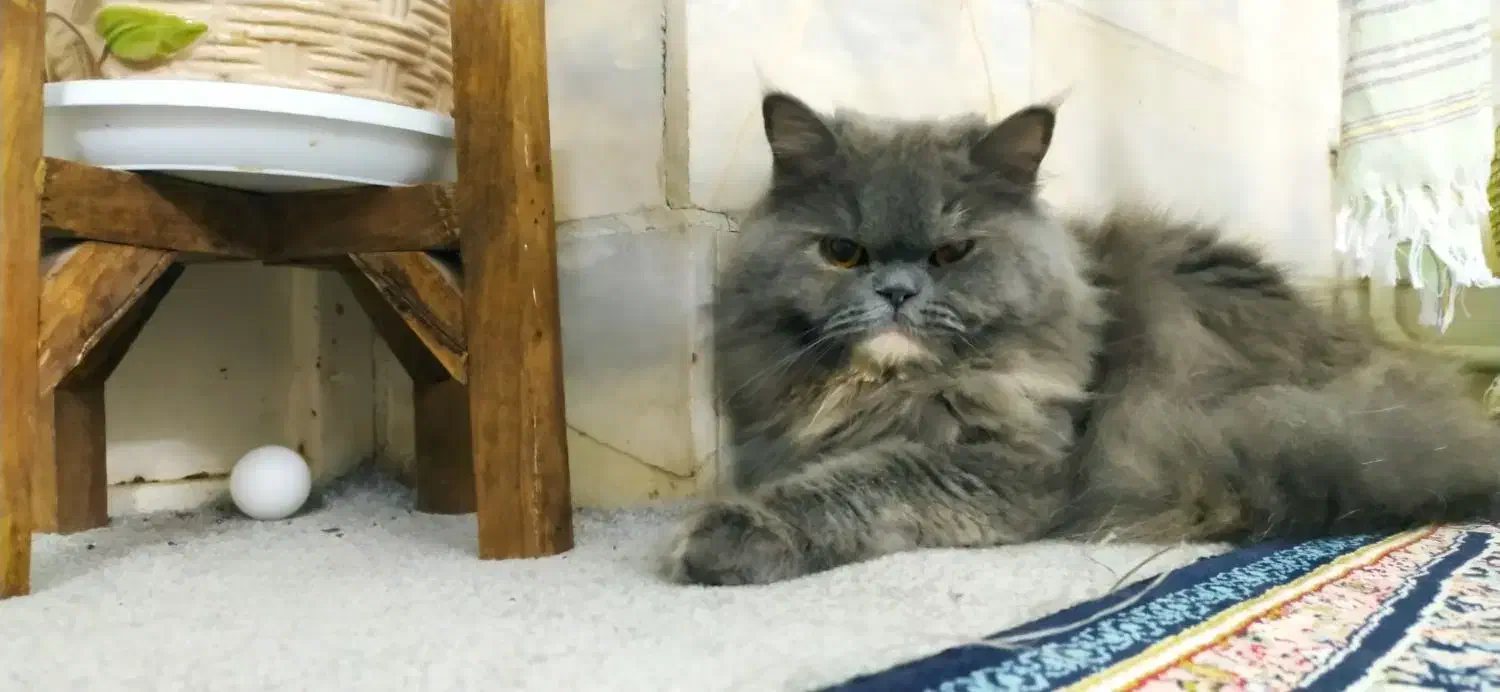 گربه بازیگوش|گربه|اردکان, |دیوار