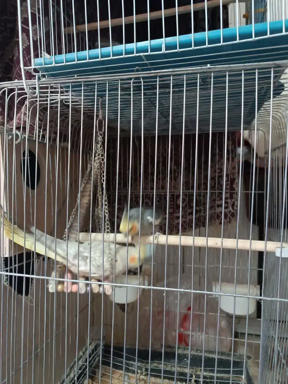 عروس هلندی مایه و نر|پرنده|اردکان, |دیوار