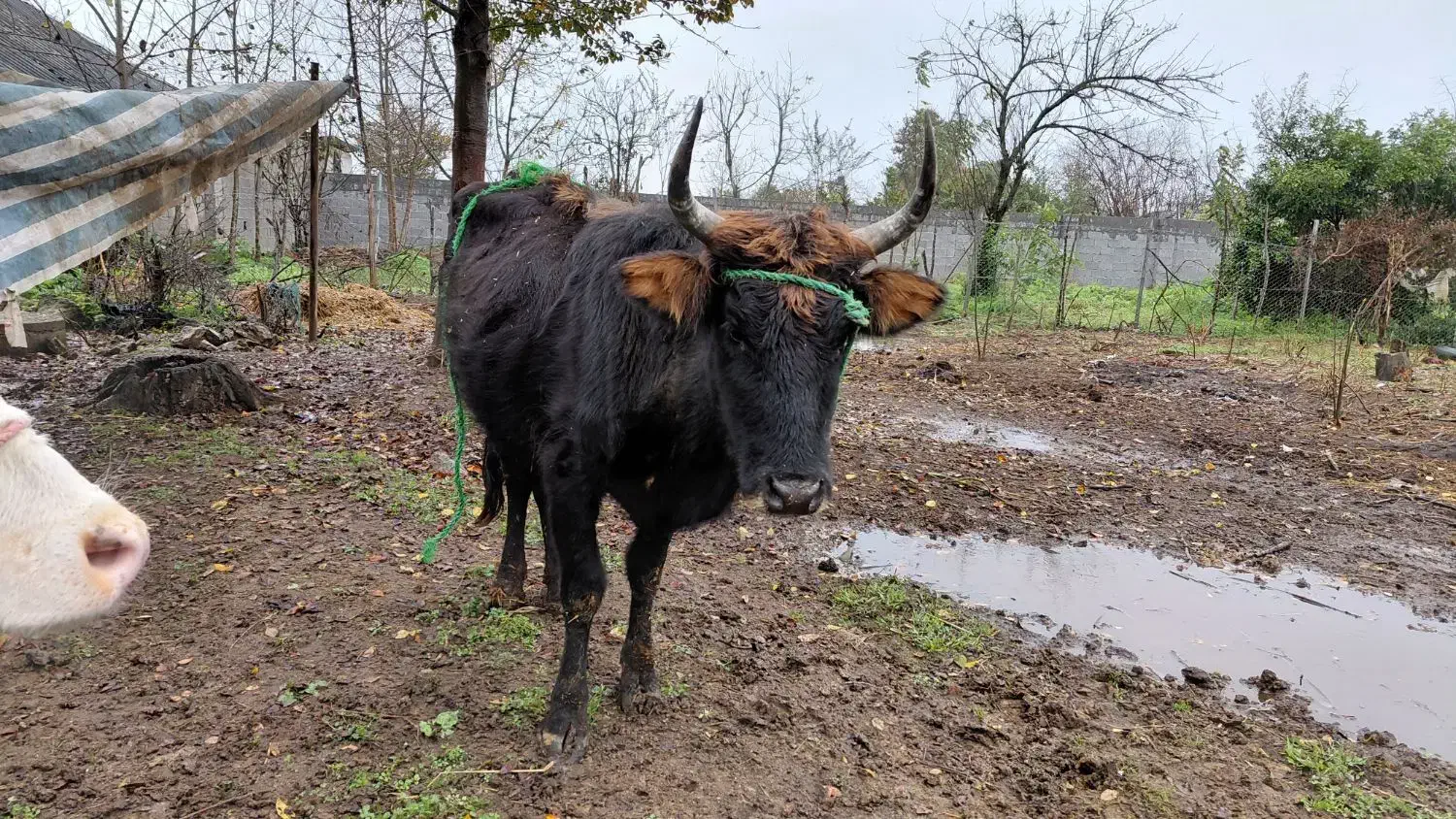 گاو وگوساله نر|حیوانات مزرعه|ماکلوان, |دیوار