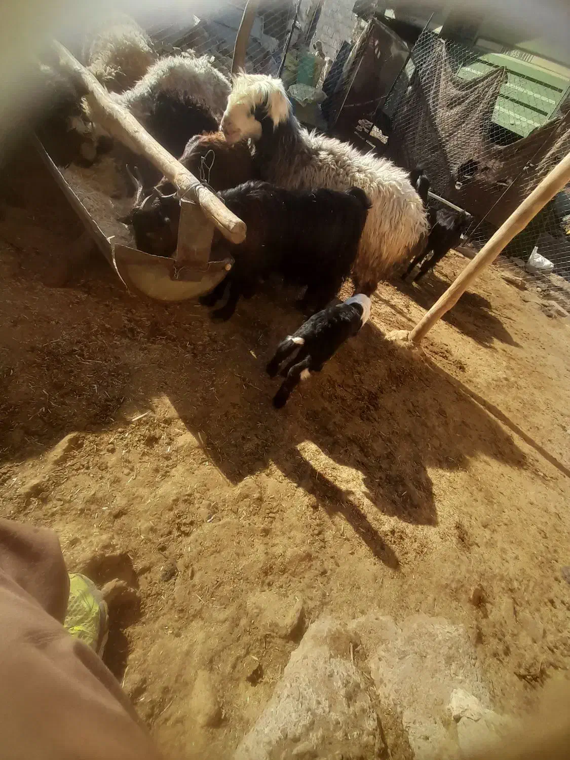 میش بره دار|حیوانات مزرعه|مرودشت, ولایت|دیوار