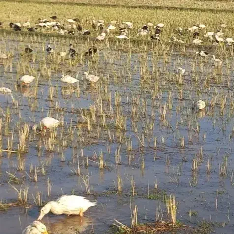 فروش اردک گوشتی|حیوانات مزرعه|پرهسر, |دیوار