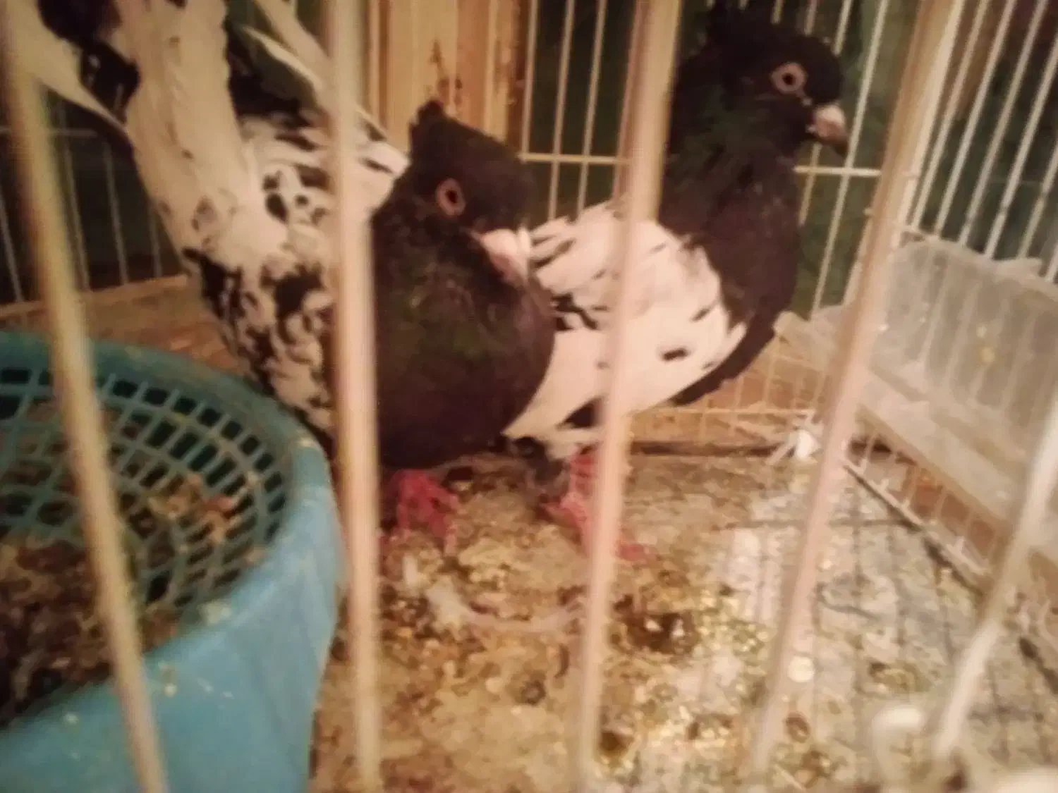 کبوتر کله سیاه|پرنده|فیروزه, |دیوار