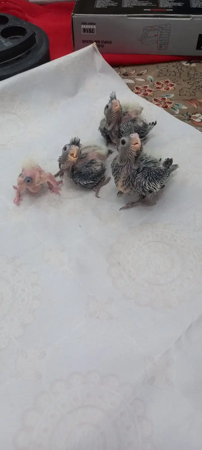 عروس هلندی سینامون|پرنده|تهران, مهرآباد|دیوار