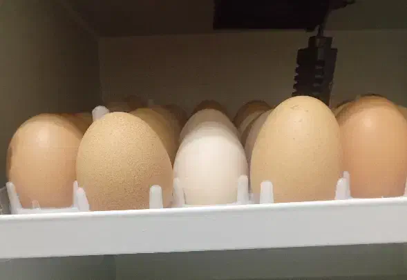 تخم مرغ محلی|خوردنی و آشامیدنی|خواف, |دیوار