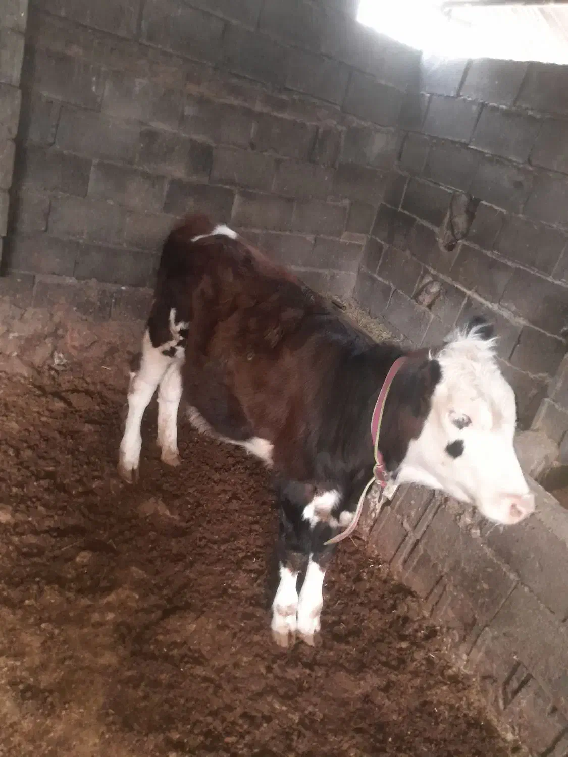 گاو شیری باگوساله|حیوانات مزرعه|یاسوج, |دیوار