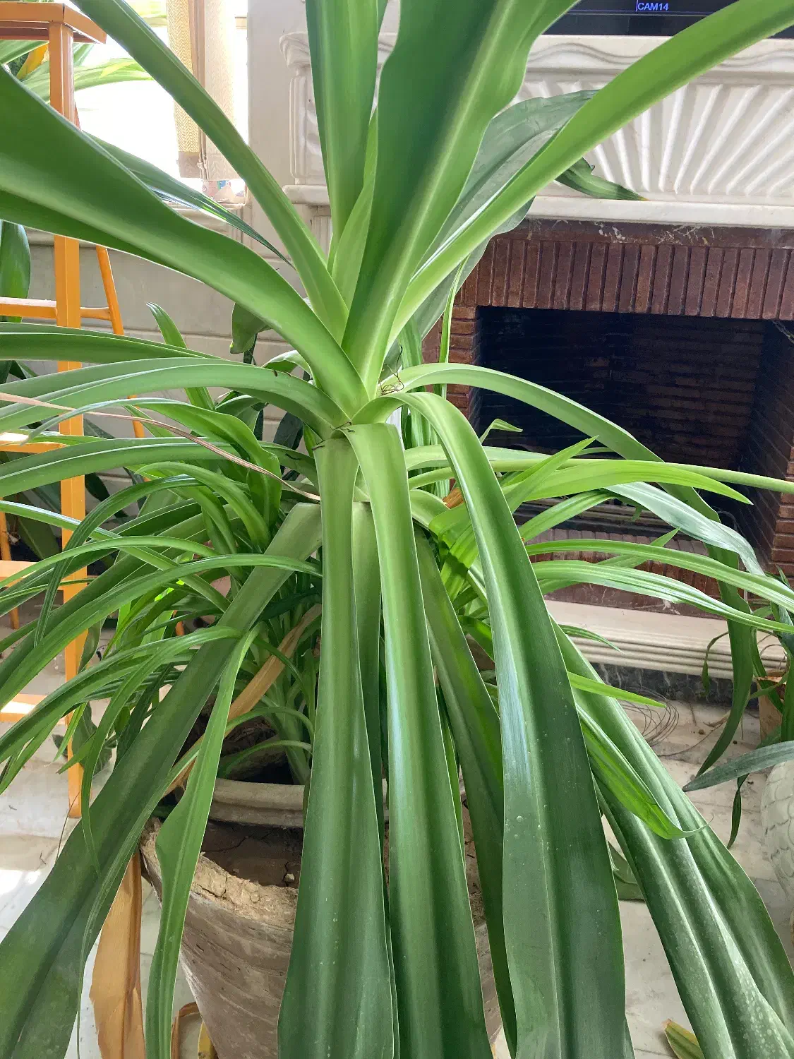 اشک ملکه گل موزی|گل و گیاه طبیعی|نجف‌آباد, شهرک صنعتی نجف آباد|دیوار