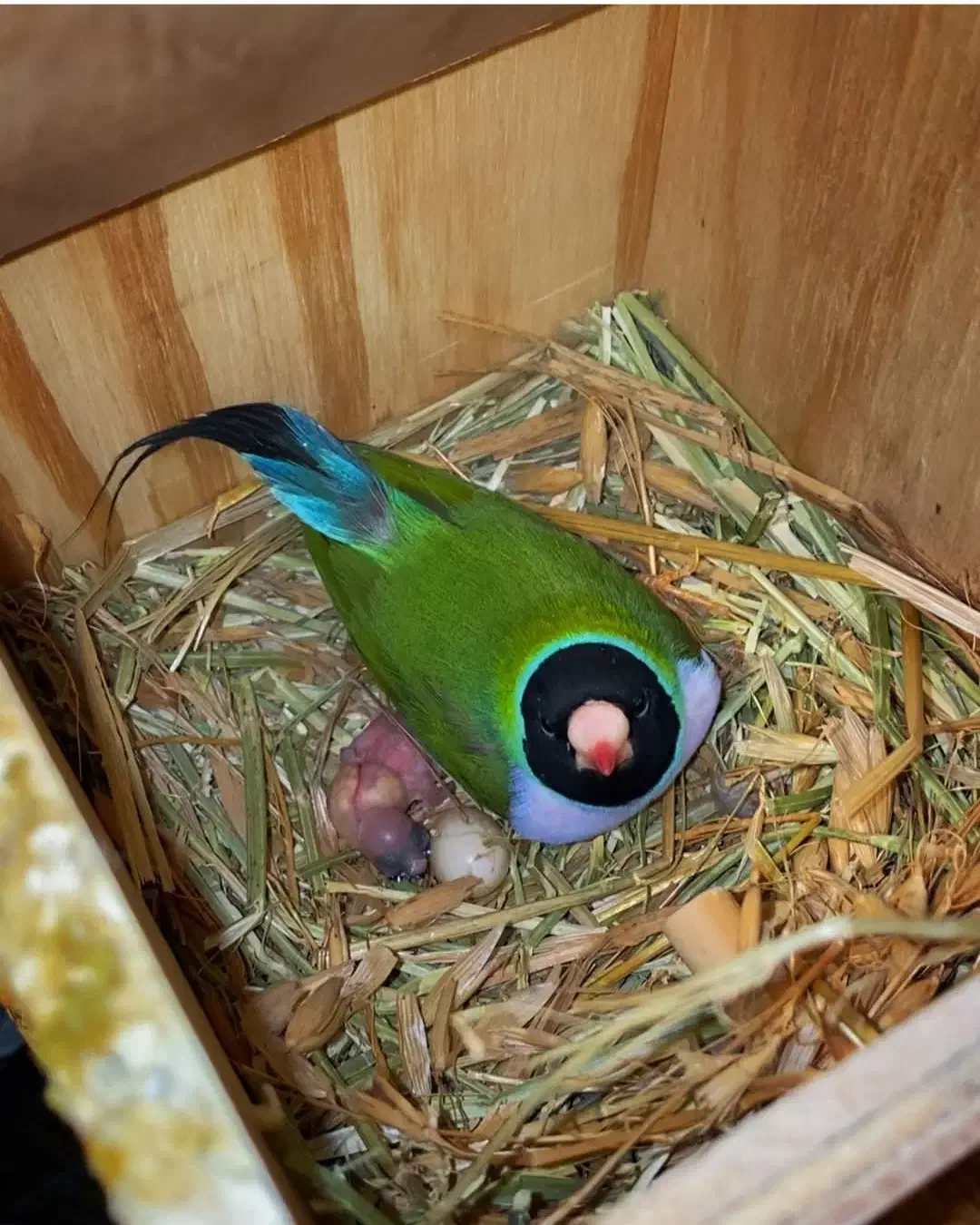 فروش ۳عدد فنچ گلدین ماده  مولد|پرنده|لامرد, |دیوار