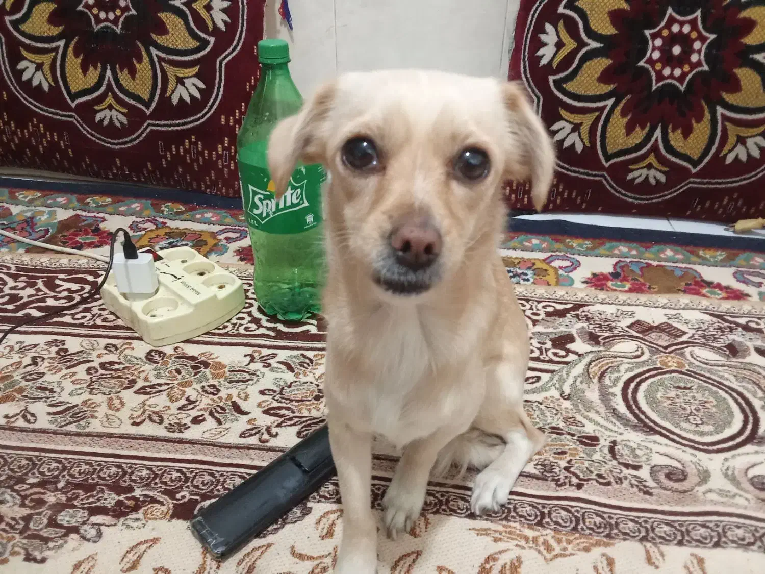 یک سگ پیداکردم|سگ|گرگان, |دیوار