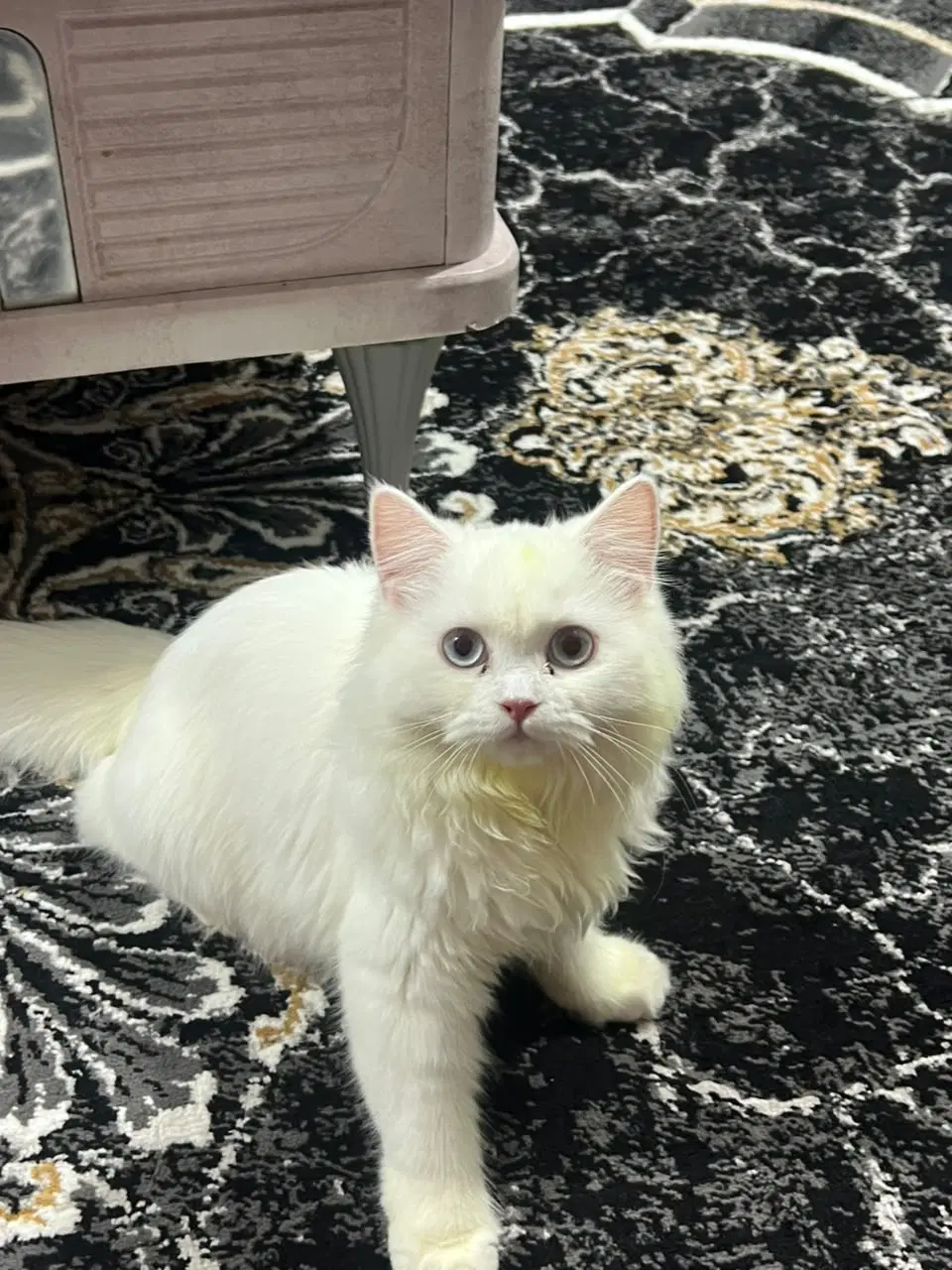 گربه|گربه|بندرلنگه, |دیوار