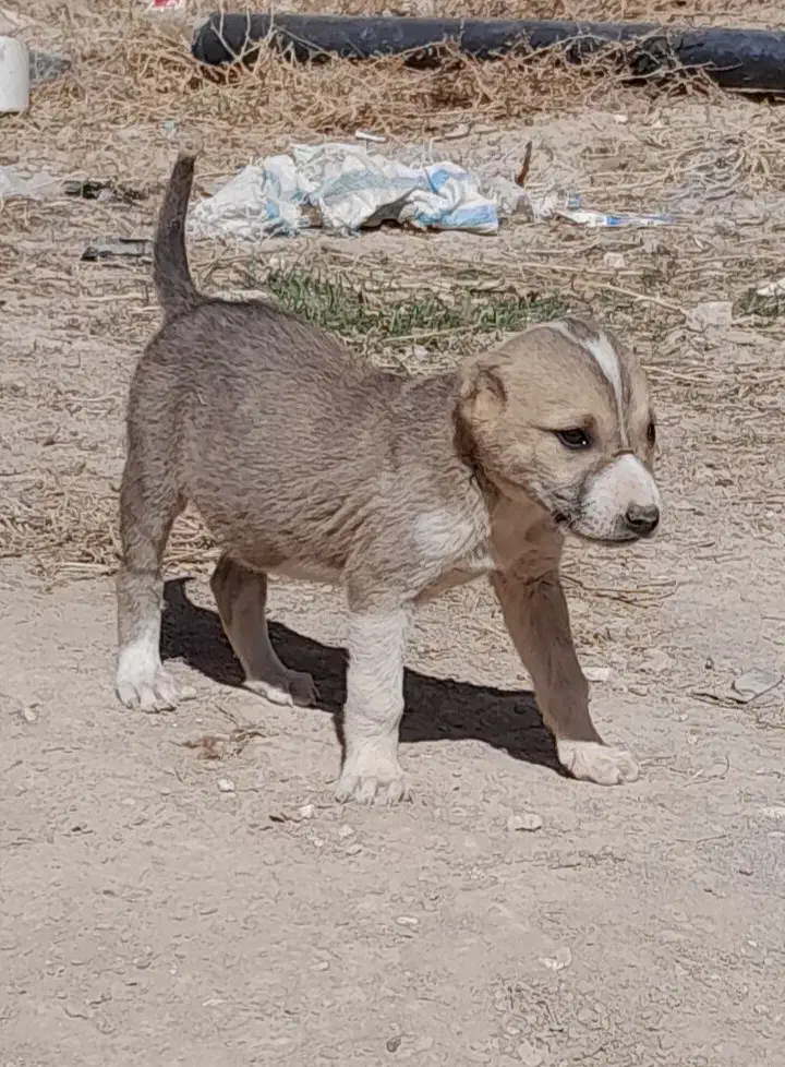 توله سگ|سگ|چناران, |دیوار