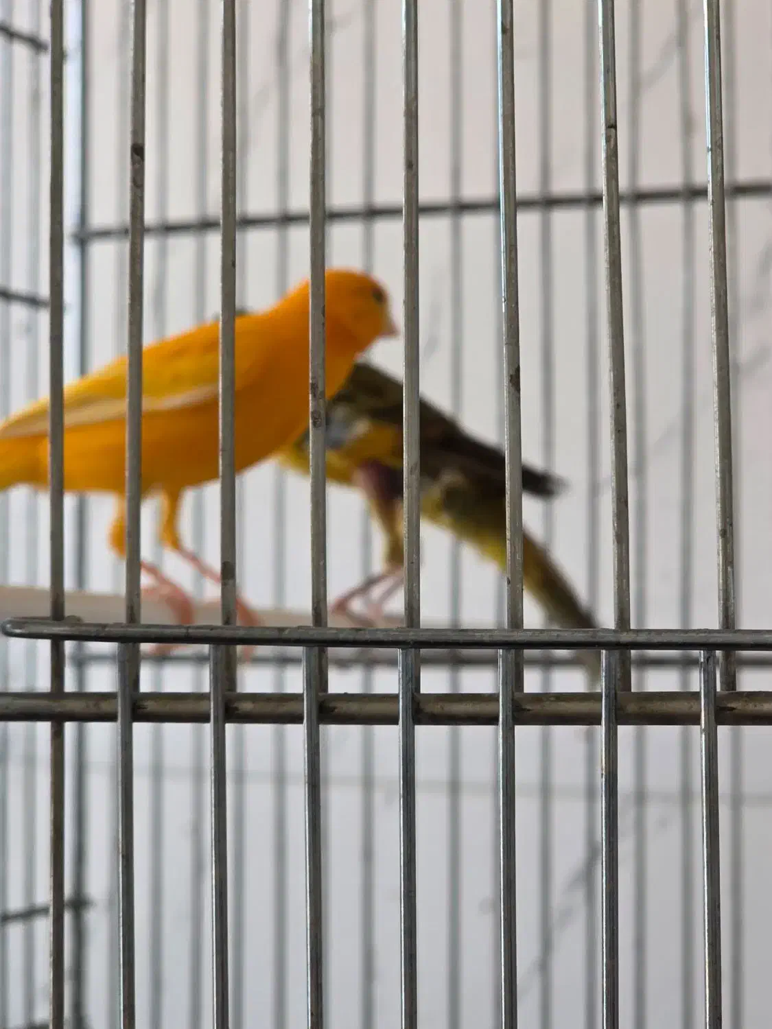 فروش قناری نر و ماده|پرنده|جم, |دیوار