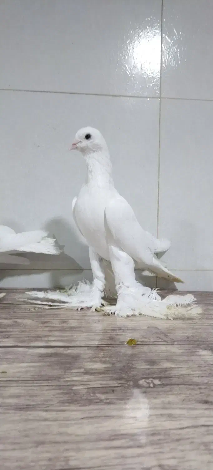 کبوتر لوتی پاچا بلند|پرنده|مرند, |دیوار