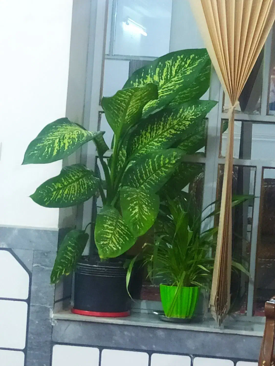 گل دیفن|گل و گیاه طبیعی|کازرون, |دیوار