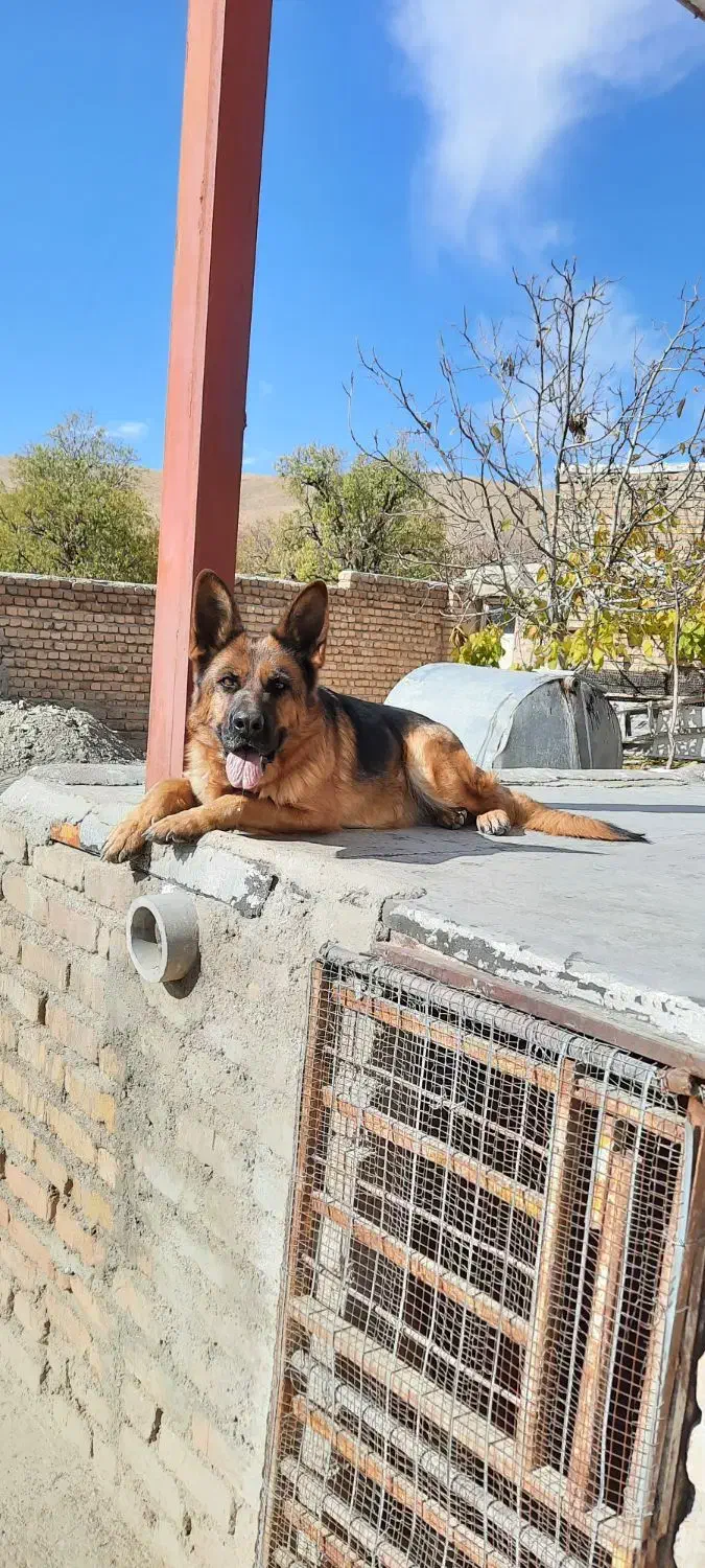 ژرمن اصل|سگ|تهران, درکه|دیوار