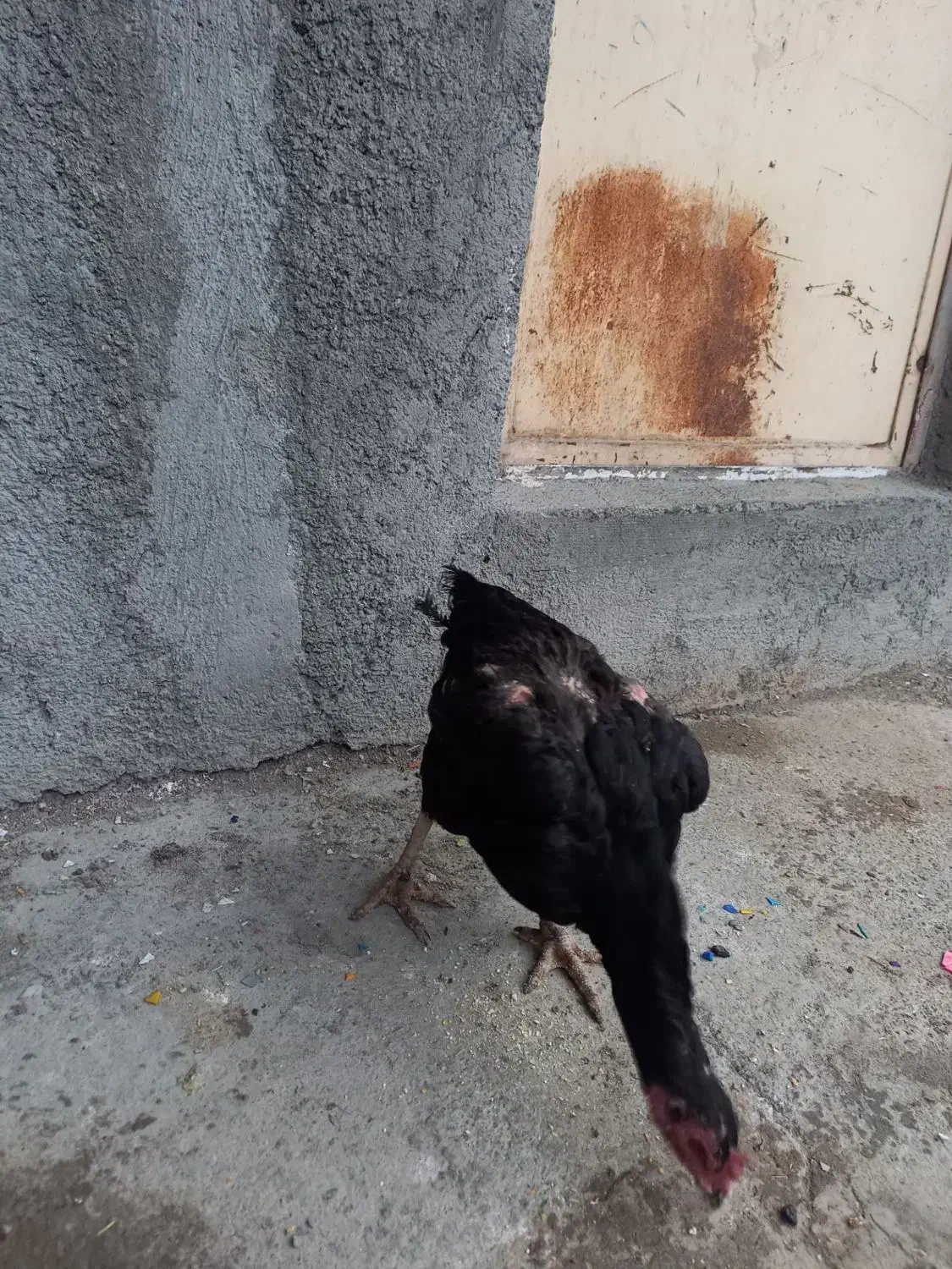 مرغ لاری|حیوانات مزرعه|کرمانشاه, |دیوار