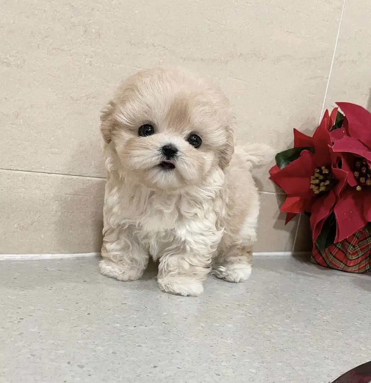 توله فنجونی|سگ|بم, |دیوار