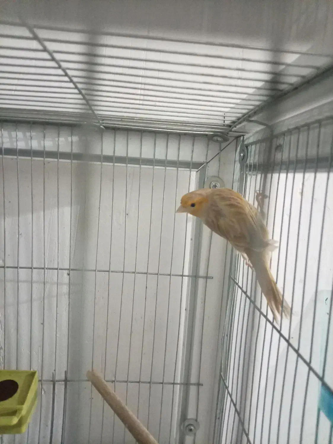 قناری ماده|پرنده|کرمان, |دیوار