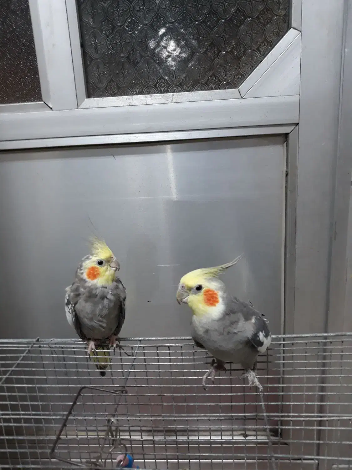 سلام عروس هلندی هردونر معاوضه باقناری نر|پرنده|رشت, پاره بیجار|دیوار