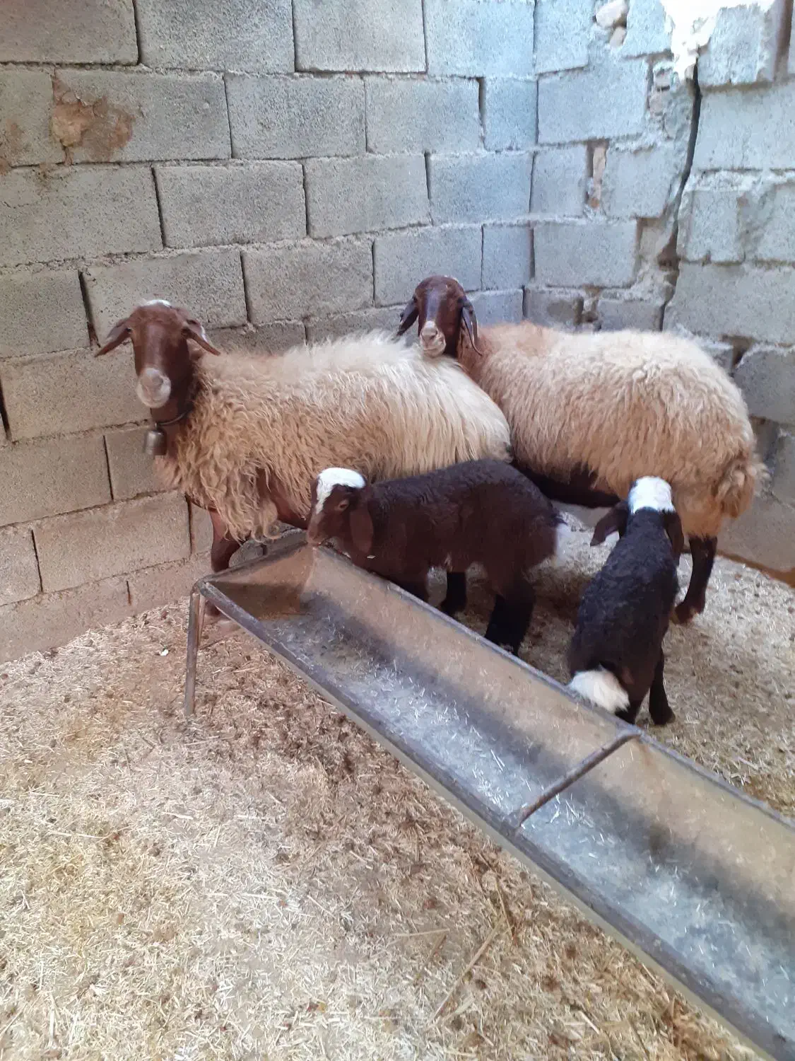 فروش دو عدد گوسفند با بره|حیوانات مزرعه|دره شهر, |دیوار