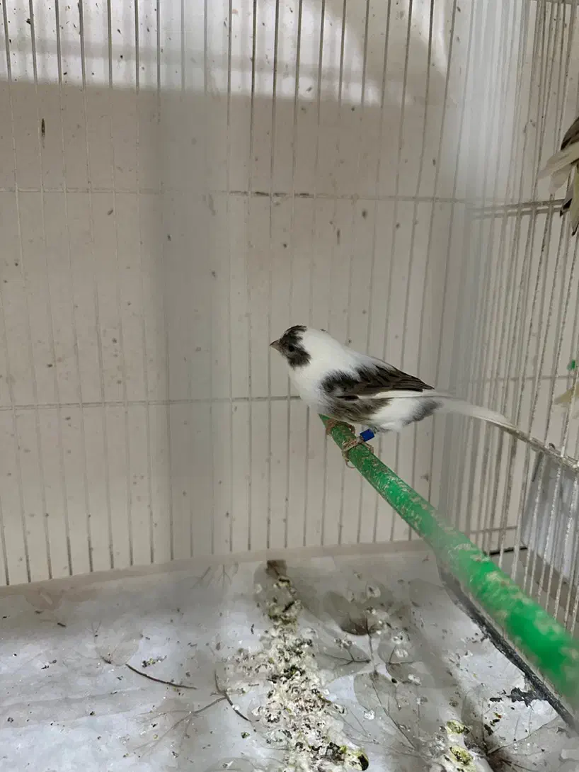 قناری|پرنده|مشهد, طلاب|دیوار