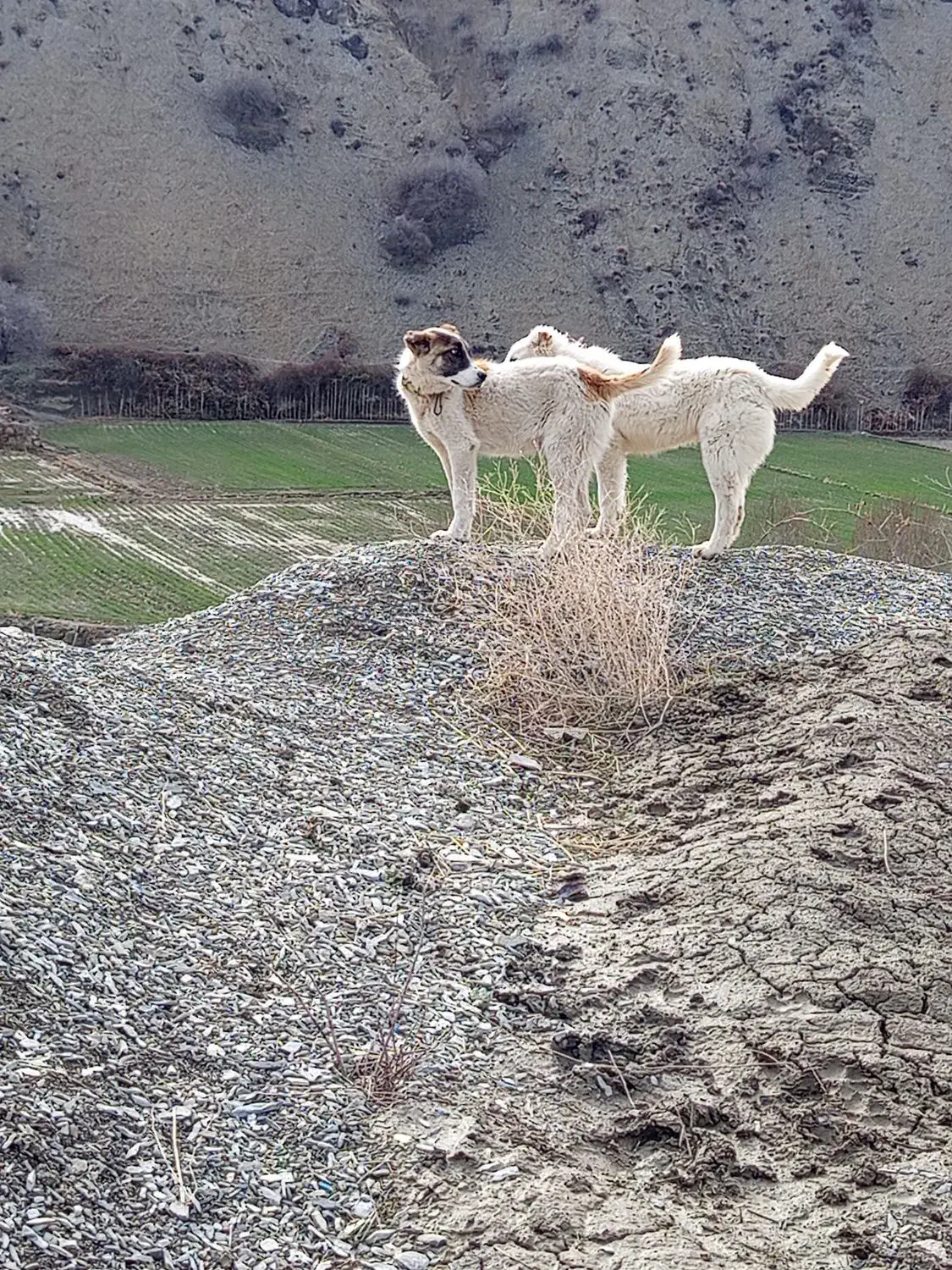 سگ.|سگ|آشخانه, |دیوار