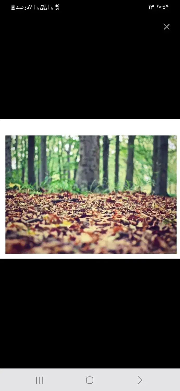 نیازمند هرس درخت چنار به تعداد ۲۰۰۰|خدمات باغبانی و درختکاری|لاهیجان, شهید آوینی|دیوار