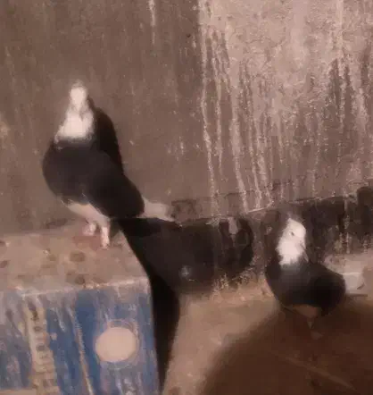 نرو ماده|حیوانات مزرعه|اصفهان, نقش جهان|دیوار