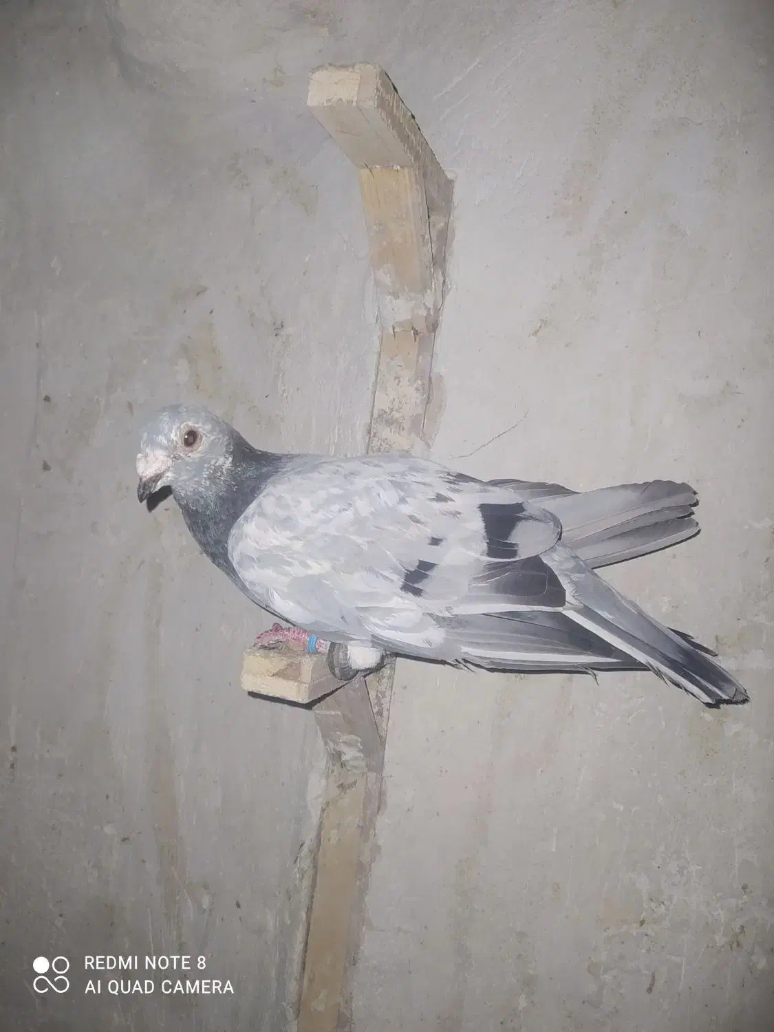 کبوتر آلمانی و رنگه|پرنده|مشهد, هفده شهریور|دیوار