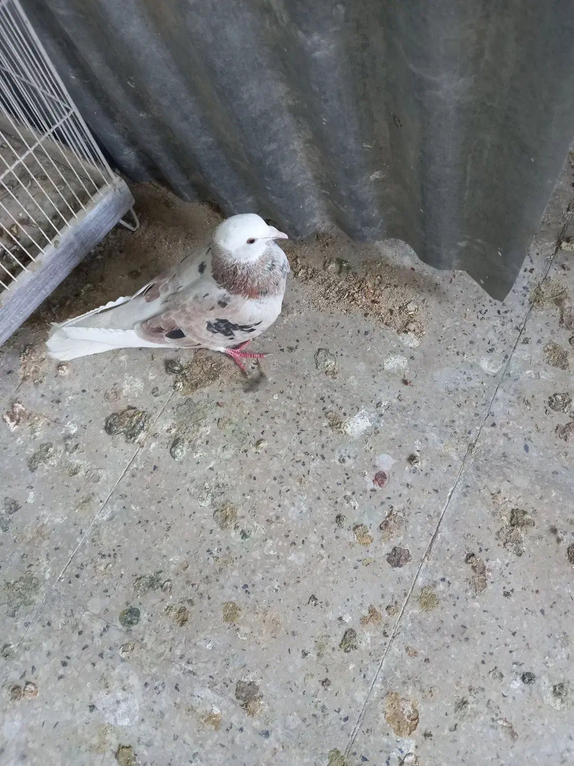 پرنده کبوتر و قفسی|پرنده|شیراز, انجیر|دیوار