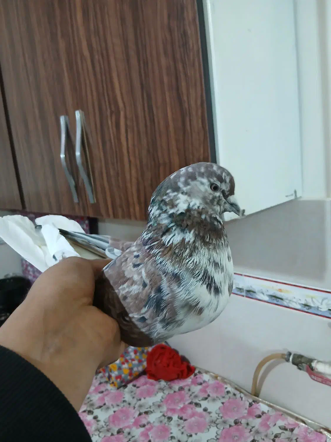 کبوتر پرشی|پرنده|ابهر, |دیوار