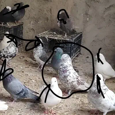 کفتر گمشده نر چینی سرخ|حیوانات|برخوار, |دیوار