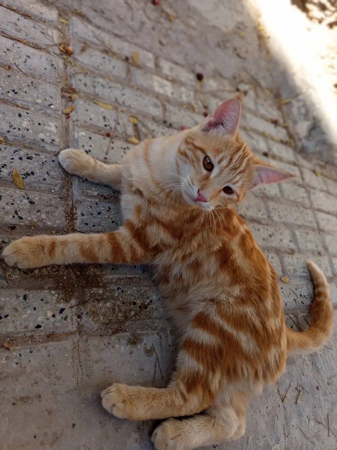 گمشده|گربه|بیرجند, |دیوار