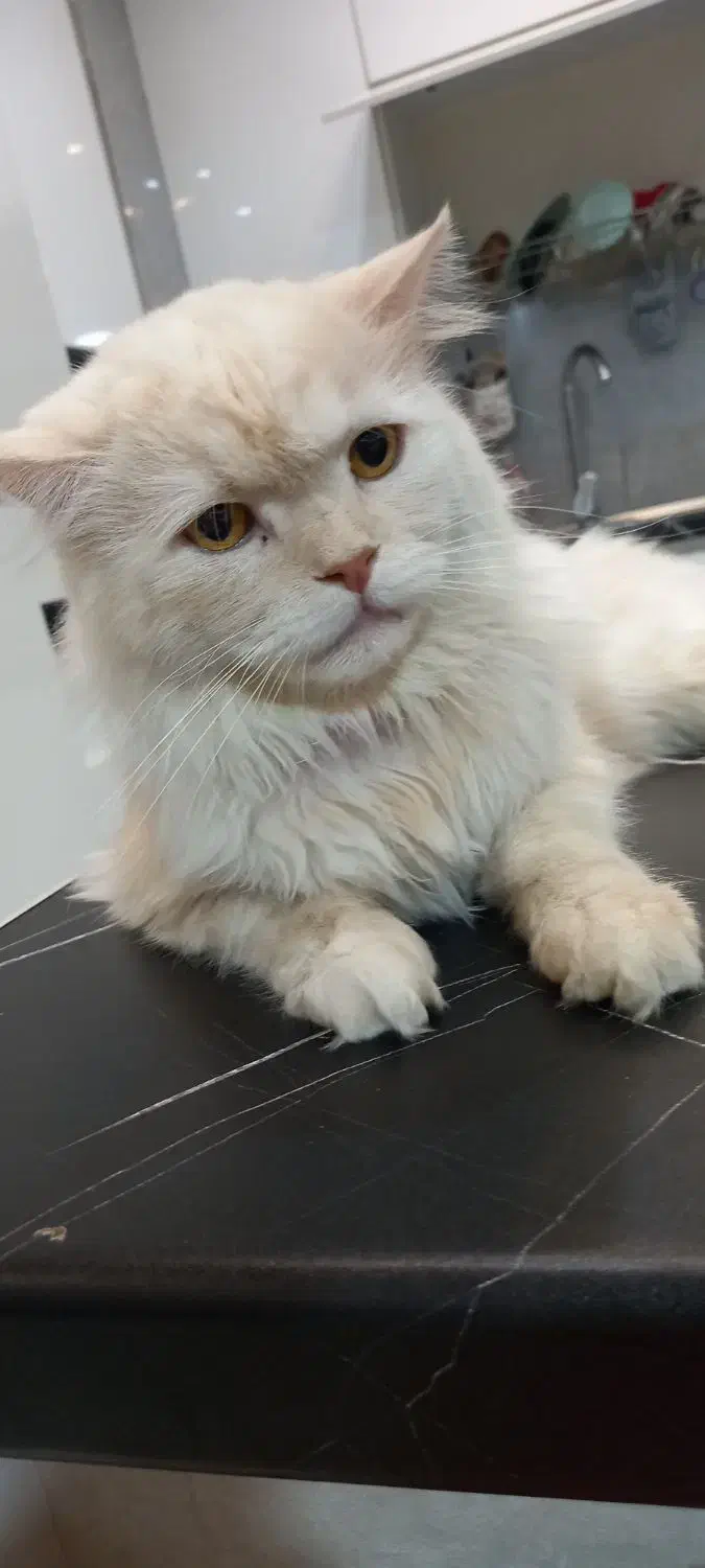 گربه ماده اسکاتیش لانگ هایر|گربه|پردیس, فاز ۸|دیوار