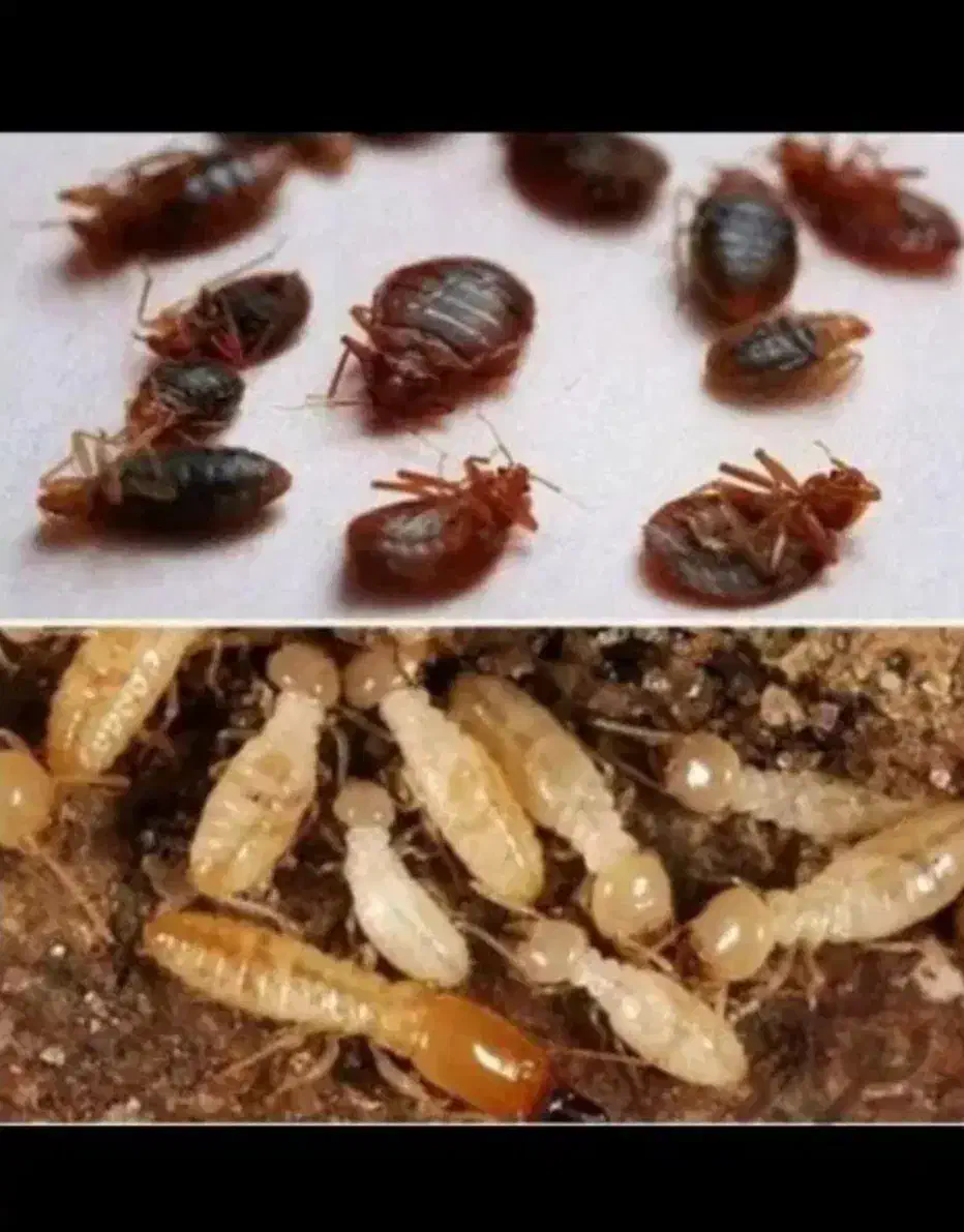 سمپاشی سوسک ساس ضمانت مهر فاکتور|خدمات نظافت|تهران, ونک|دیوار