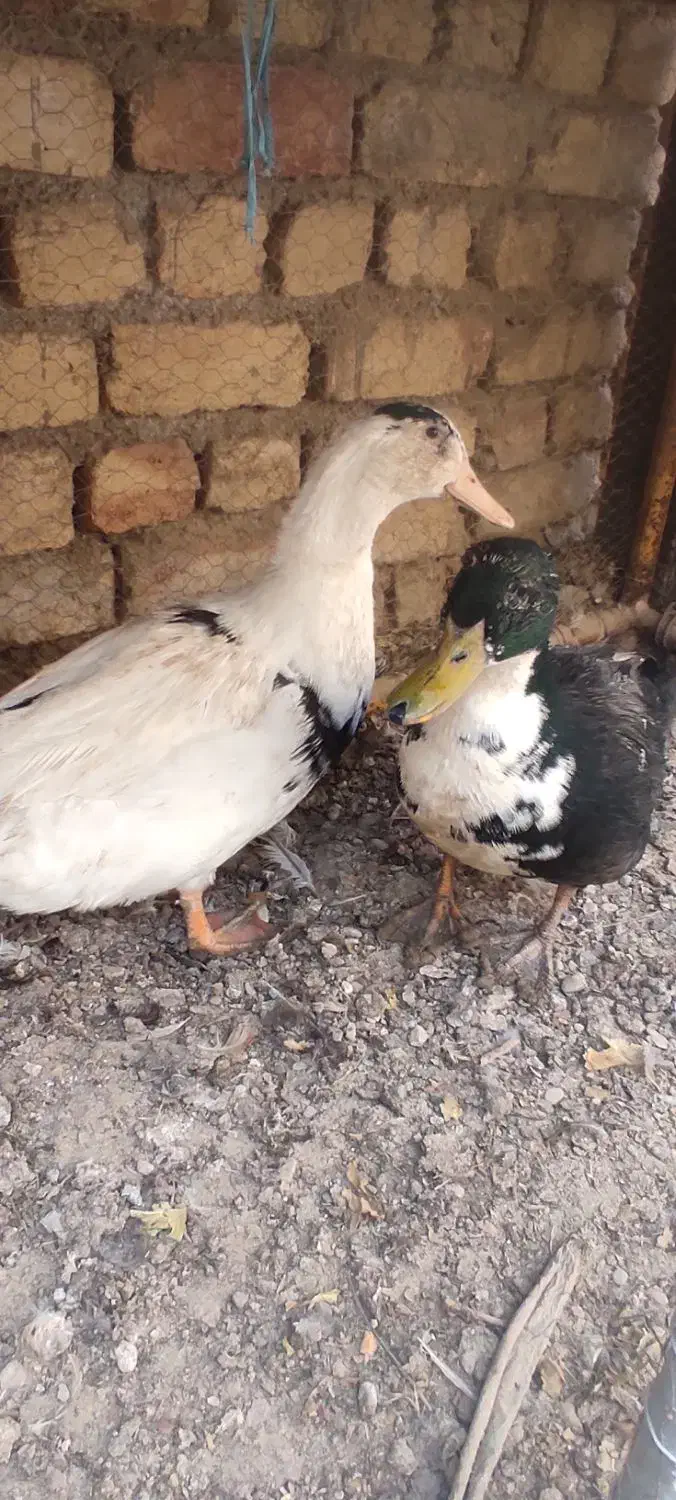 اردک بومی|حیوانات مزرعه|پیر بکران, |دیوار