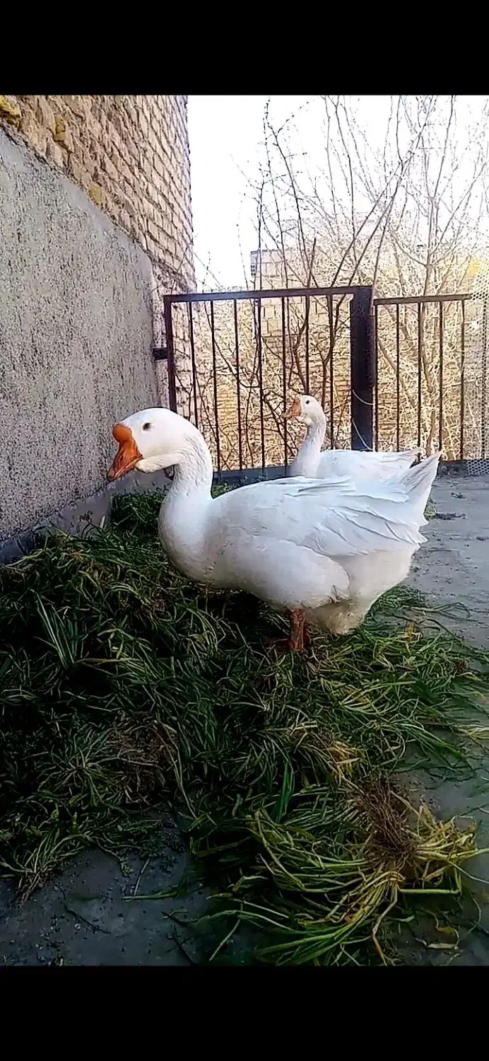 قوغاز دونافه غبغب دار|حیوانات مزرعه|مشهد, هدایت|دیوار