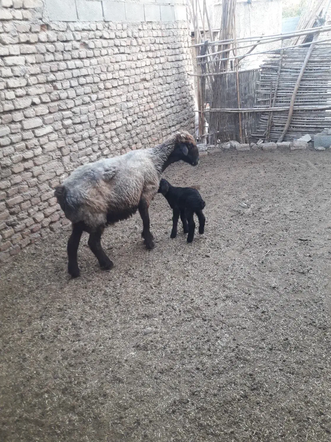 گوسفند بره دار ماده ترکمن پیر|حیوانات مزرعه|گنبد کاووس, |دیوار