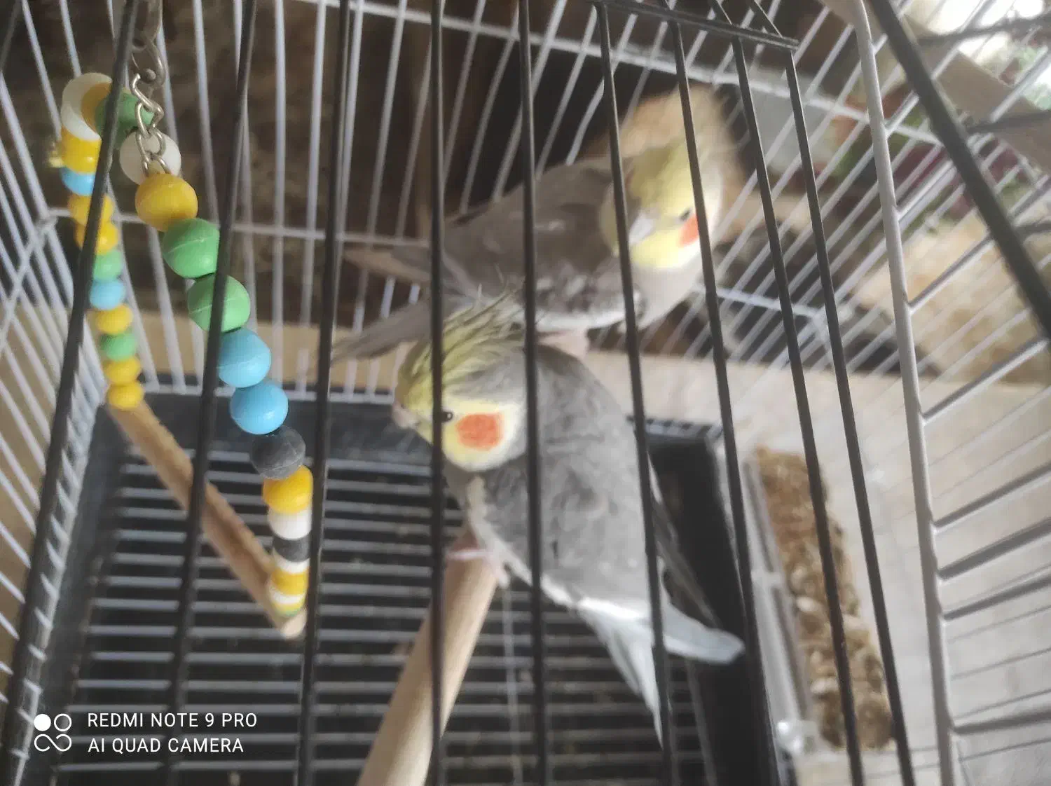 طوطی عروس|پرنده|رشت, گلزاران|دیوار