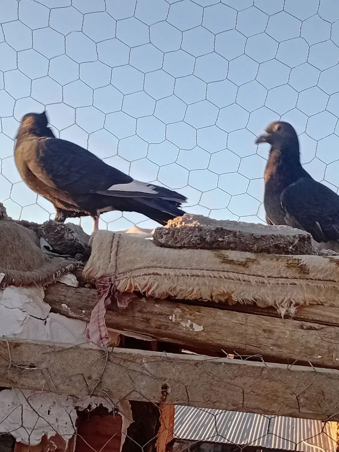 کفتر|حیوانات|زرند, |دیوار