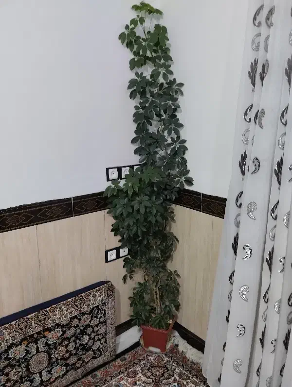 گل زیبا|گل و گیاه طبیعی|روانسر, |دیوار