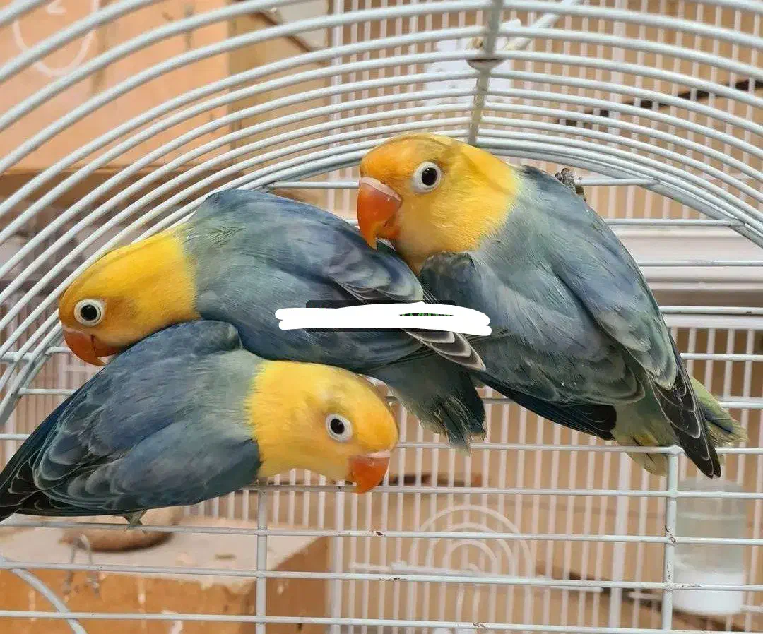 لانه پرورش طوطی کوتوله عروس گرینچیک قناری مرغ عشق|پرنده|تهران, نیروی هوایی (پیروزی)|دیوار