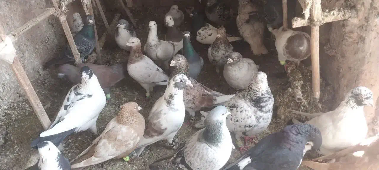 پرنده|پرنده|سبزوار, جنت|دیوار