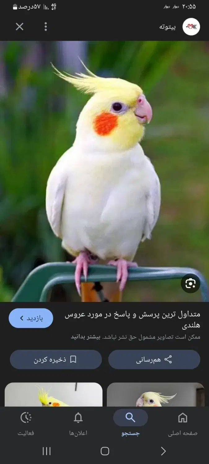 عروس هلندی آلیرام|پرنده|مرند, |دیوار